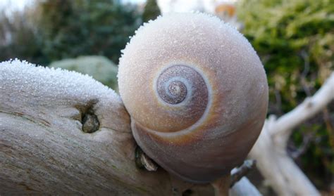 The Enchanting World of Snail Magic in Anaheim Hills